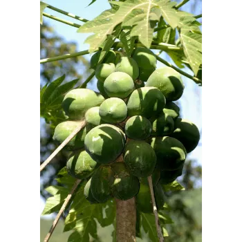 Organic Papaya Plant